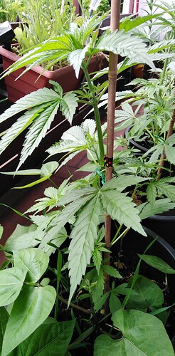 Growreport Bild 7