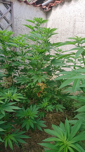 Growreport Bild 3