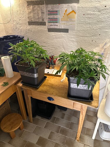 Growreport Bild 55