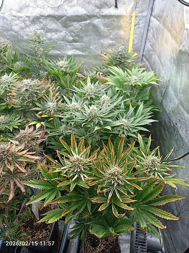 Growreport Bild 35