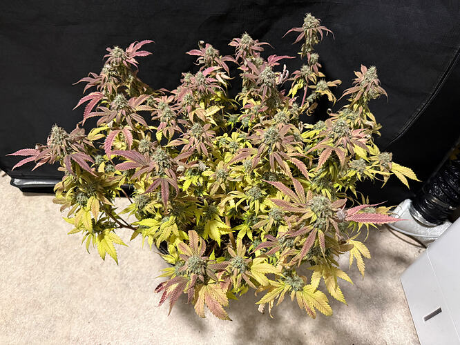 Growreport Bild 25