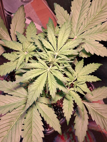Growreport Bild 27