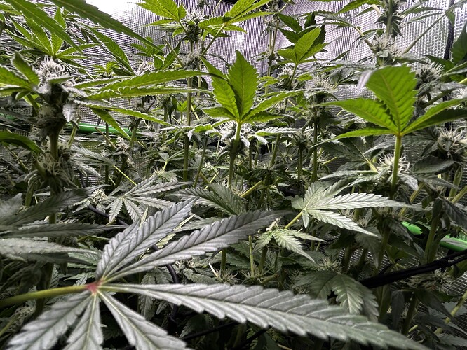 Growreport Bild 19