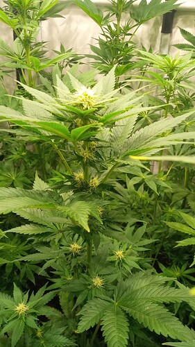 Growreport Bild 34