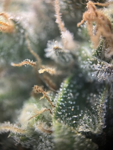 Growreport Bild 16