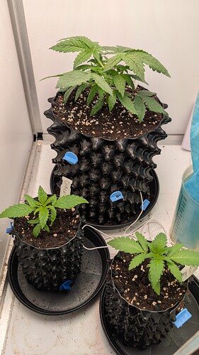 PXL_20250328_071853234.MP