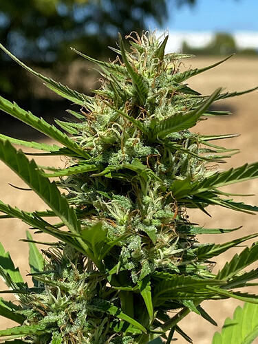 26.08.2026, Grapefruit Punch Headbud