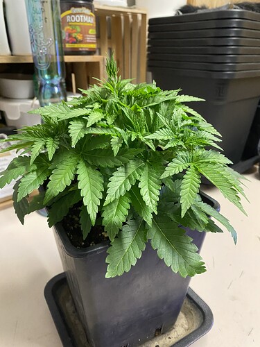 Growreport Bild 93