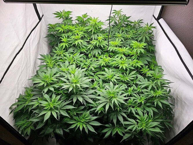 Growreport Bild 3