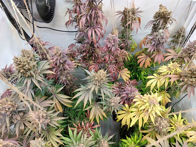 Growreport Bild 18