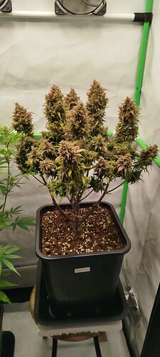 Growreport Bild 6