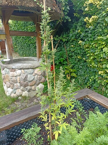 Growreport Bild 3