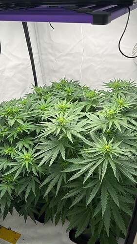 Growreport Bild 1