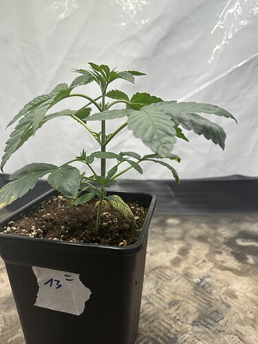 Growreport Bild 26