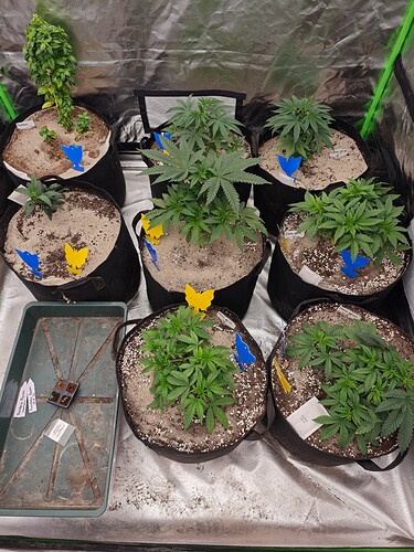 Growreport Bild 19