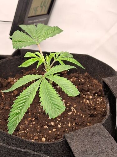 Growreport Bild 13