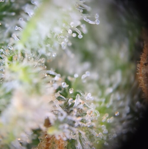 Growreport Bild 4