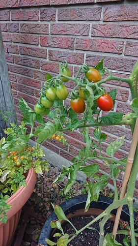 Growreport Bild 38