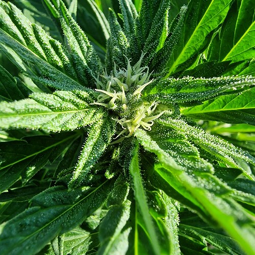 Growreport Bild 3