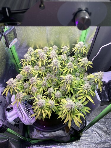Growreport Bild 68
