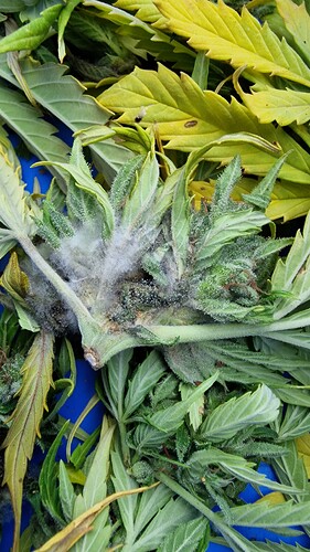 Growreport Bild 2