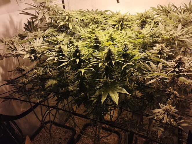 Growreport Bild 4