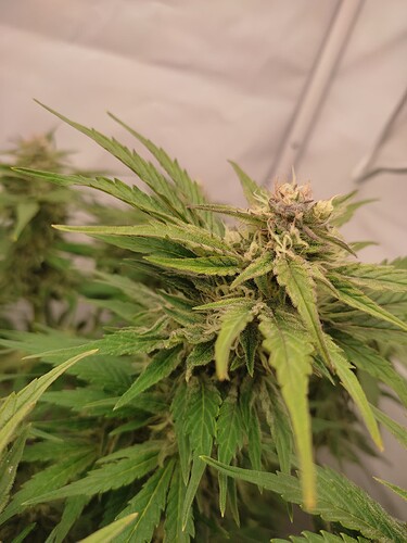 Growreport Bild 47