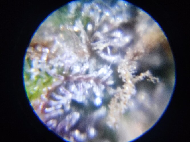 Growreport Bild 44