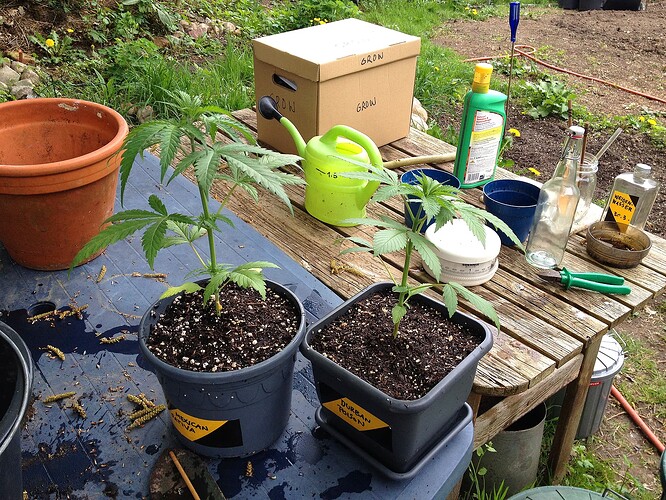 Zwei junge Cannabispflanzen in Töpfen auf einem Tisch im Freien, umgeben von Gießkannen, Dünger und anderem Gartenbedarf.