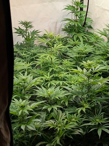 PXL_20250529_132517440