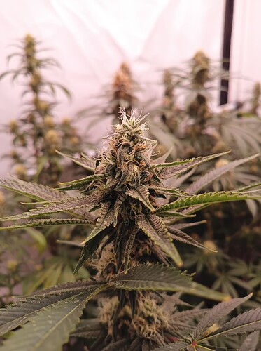 Growreport Bild 5