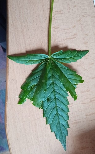 Growreport Bild 5