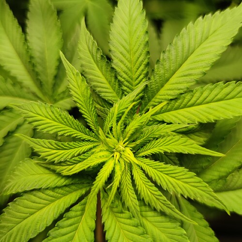 Growreport Bild 7