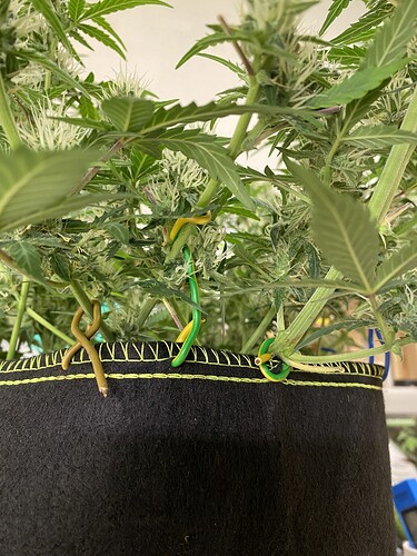 Growreport Bild 76