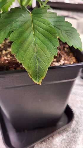 Growreport Bild 29