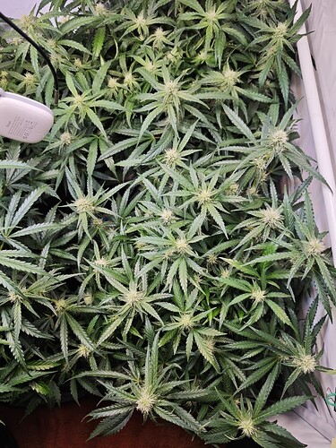 MVIMG_20251028_175553