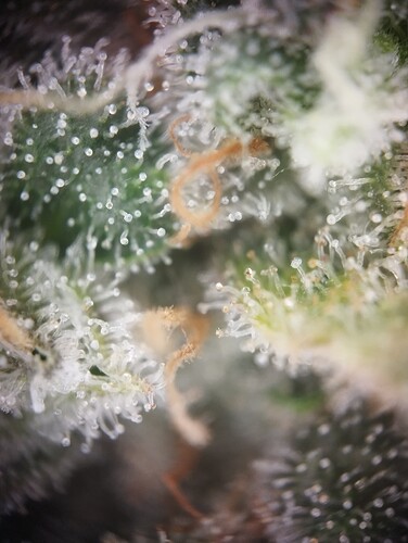 Growreport Bild 8