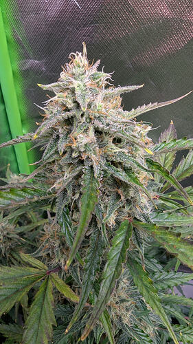 Growreport Bild 14