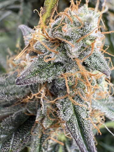 Growreport Bild 9