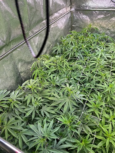 Growreport Bild 13