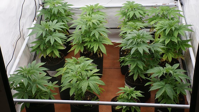 Growreport Bild 2