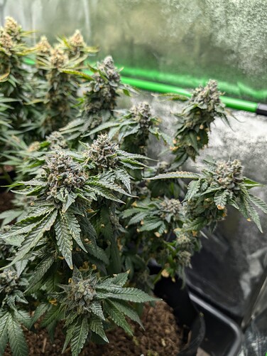 Growreport Bild 5