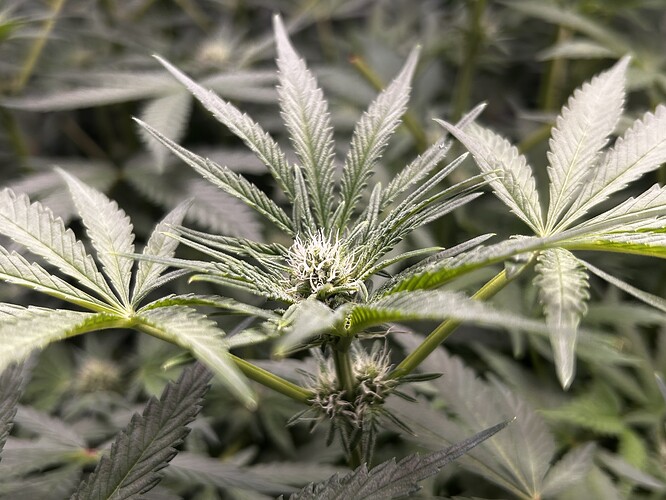 Growreport Bild 51