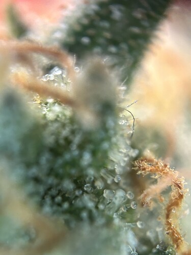 Growreport Bild 43
