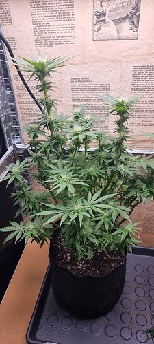 Growreport Bild 3