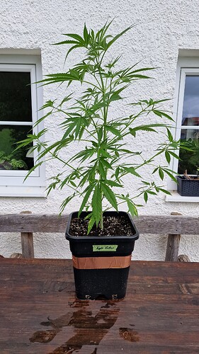 Growreport Bild 6