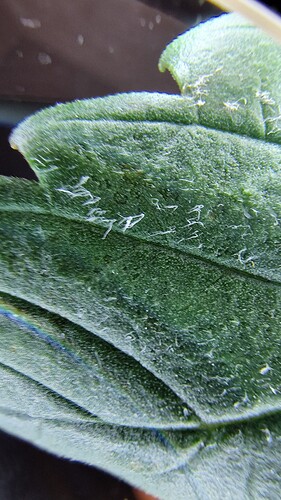 21.04. Lupenaufnahme Blatt 2