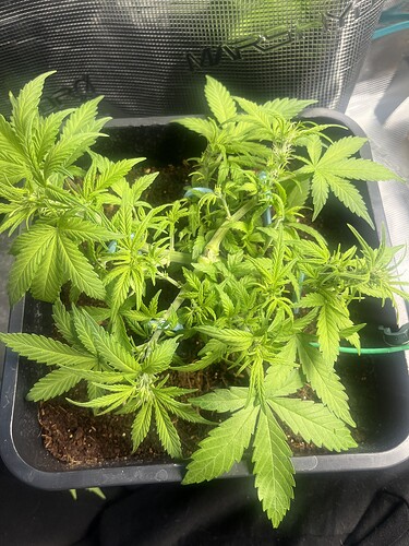 Growreport Bild 9