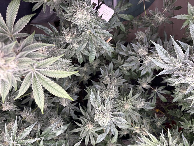 Growreport Bild 21