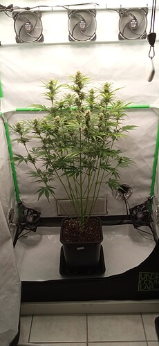 Growreport Bild 7